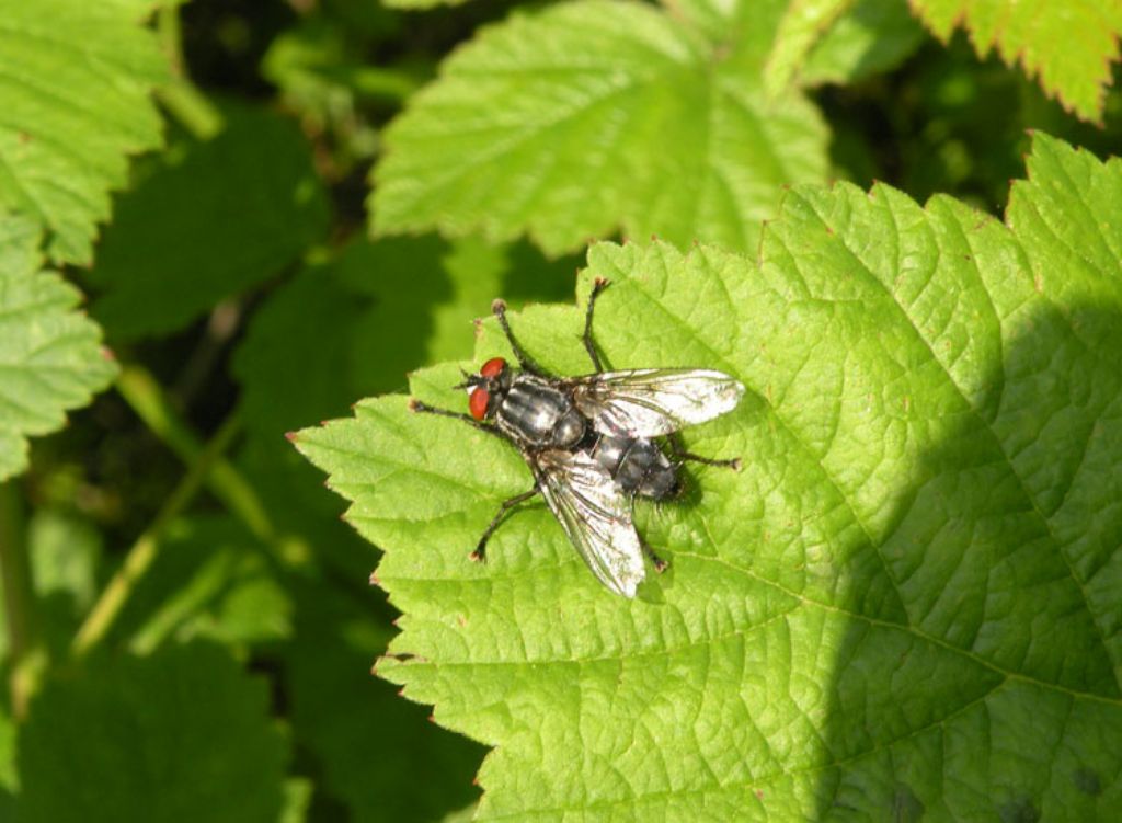 Tachinidae? No.  Sarcophagidae